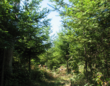 Land For Sale in Eatonville, Washington