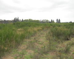 Yelm Land For Sale